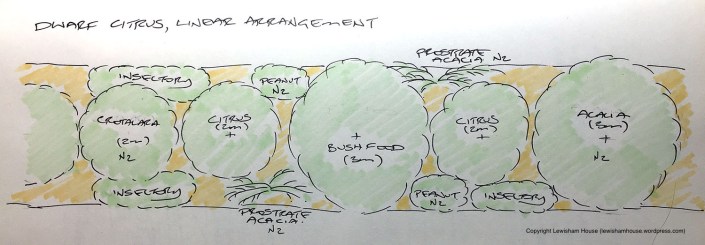 Linear arrangement of dwarf citrus (version 1.0)